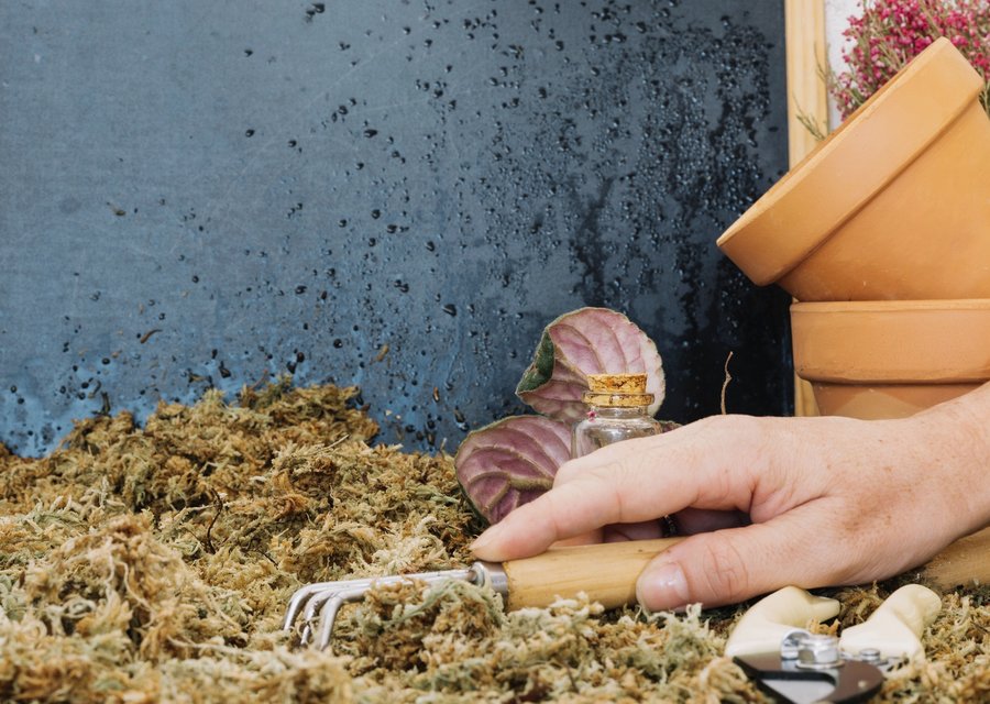 Local exterminator Barberton