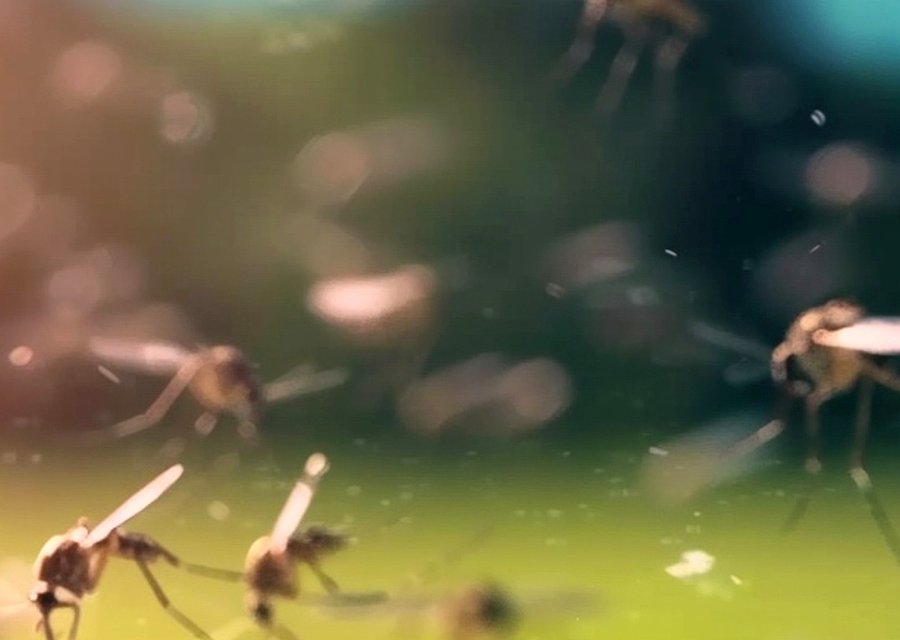Pest treatment in Bloomingdale, NJ