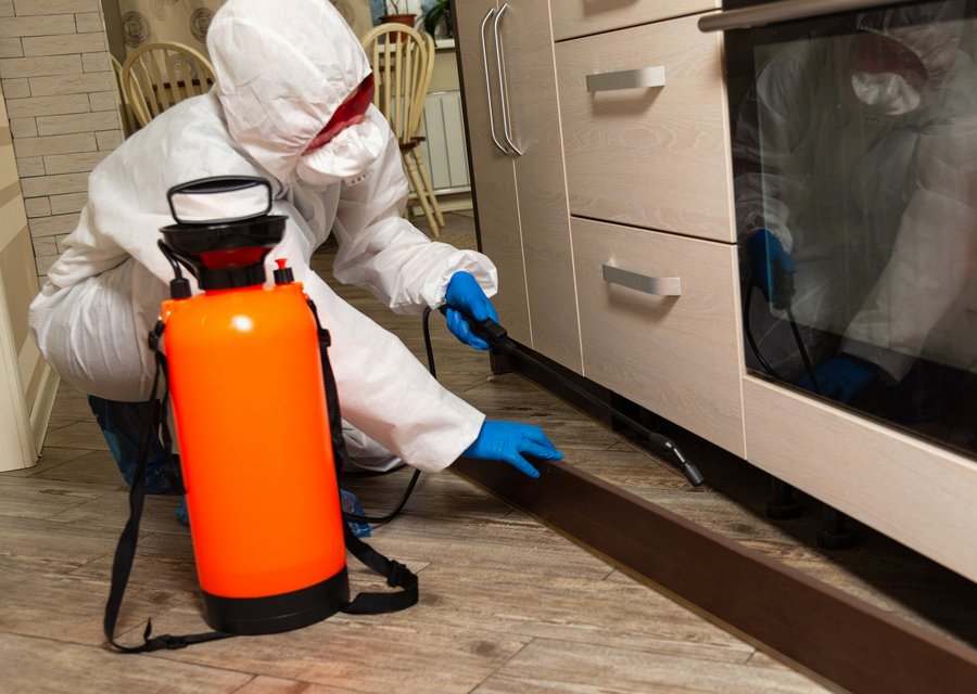 Pest treatment in Oak Lawn, IL