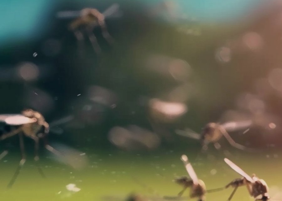 Pest treatment in Eustace, TX