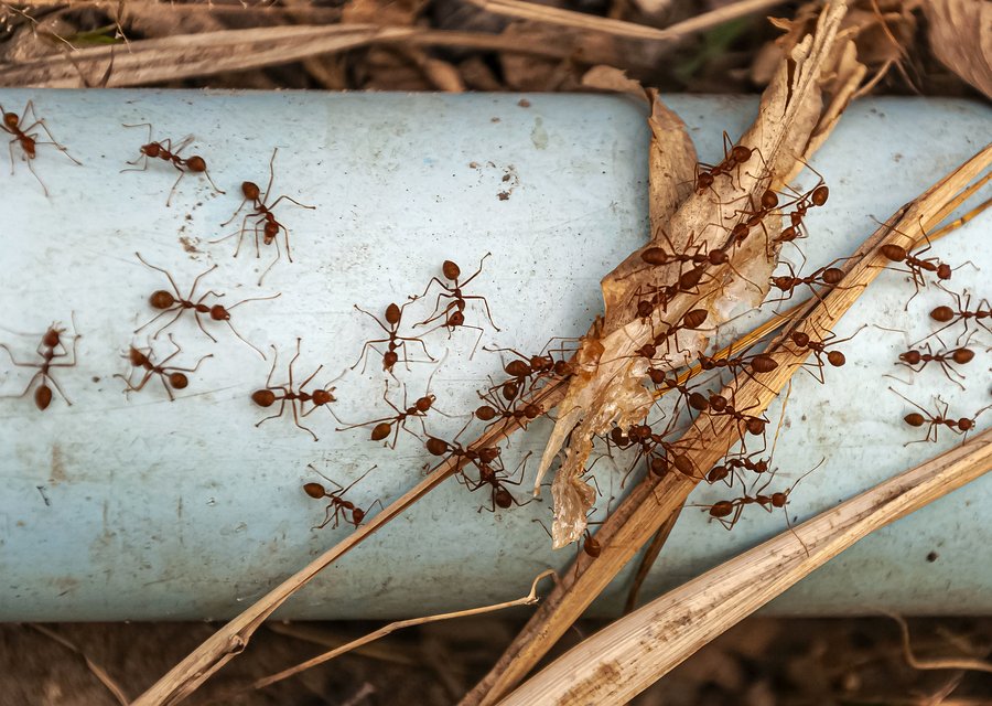 New Jersey City Pest Management pest control work in Bridgman