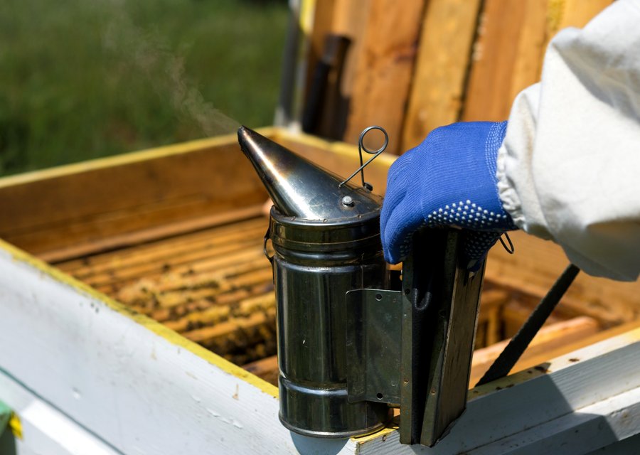 Pest treatment in Glenolden, PA