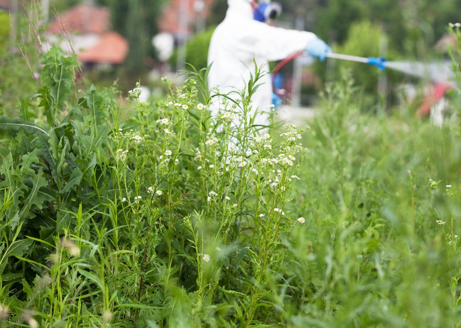 Pest treatment in Fayetteville, NC