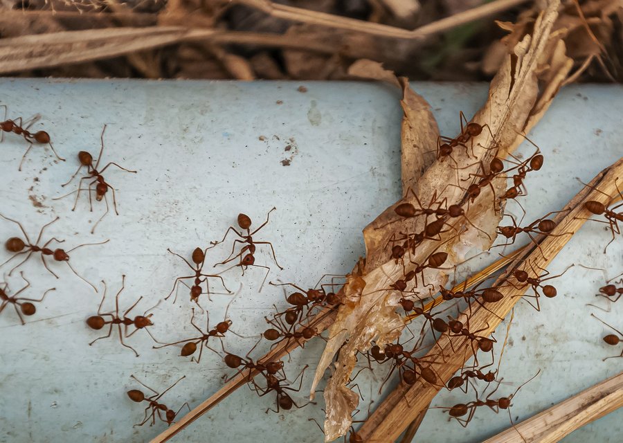 Pest treatment in Fort Lauderdale, FL