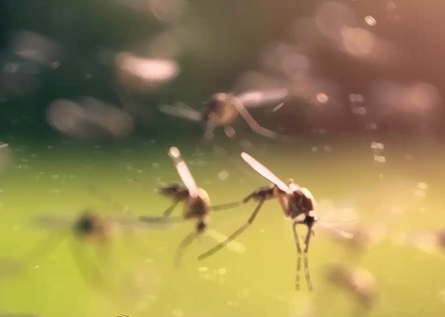 Fenix Pest Control Inc pest control work in Woodbridge