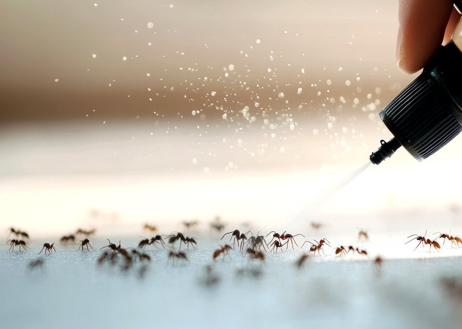 Plunkett's Pest Control pest control work in Long Hill