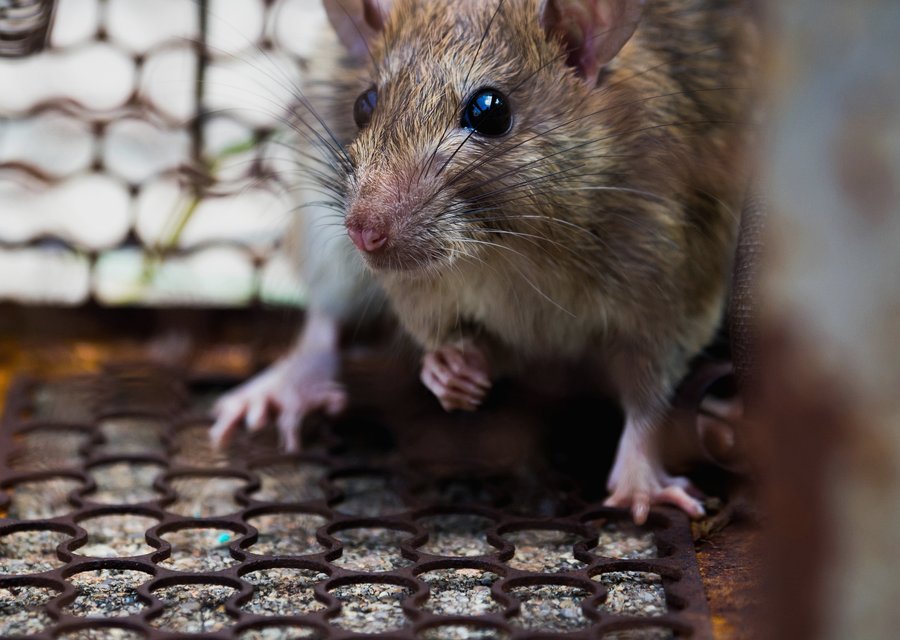 Local exterminator Tinton Falls