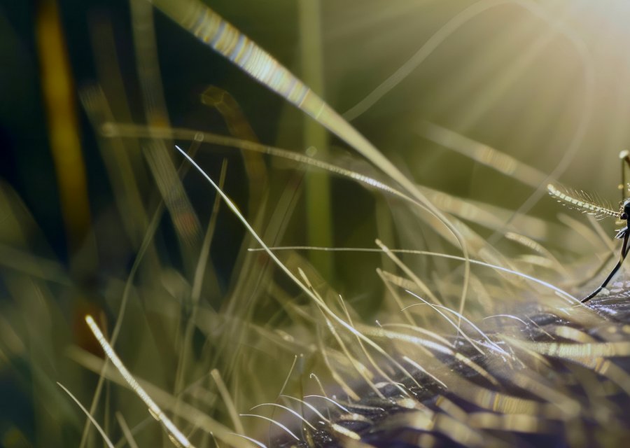 Pest treatment in Fenton, MI