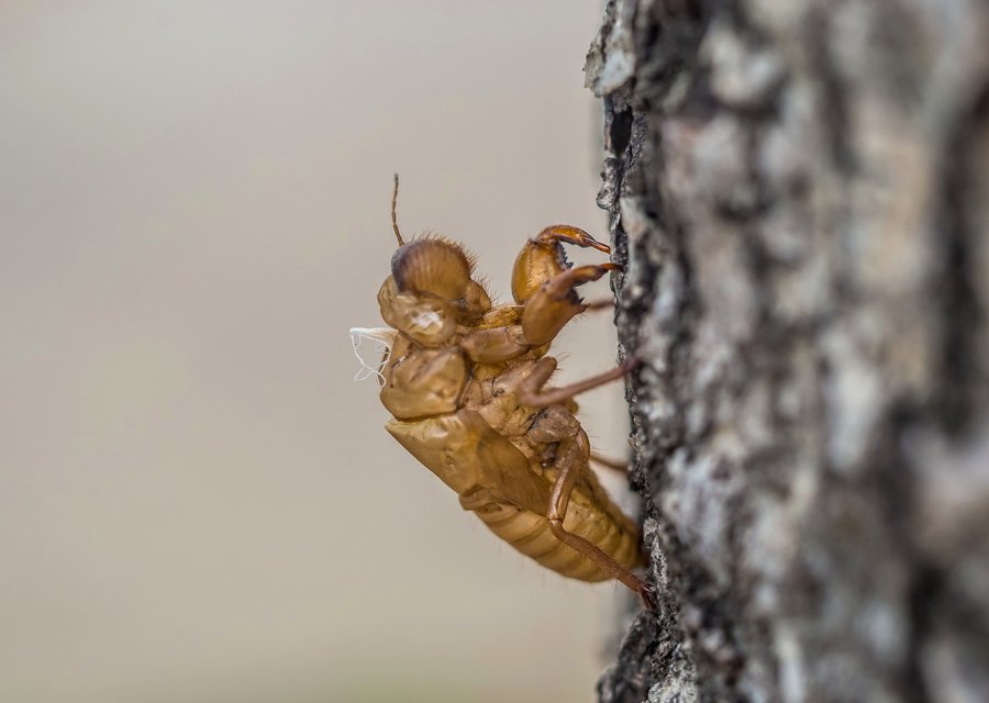 Odom's Bugs-B-Gone Inc pest control work in Gary