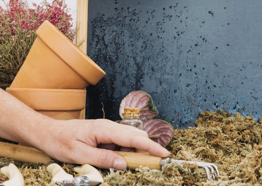 Pest treatment in Brazil, IN