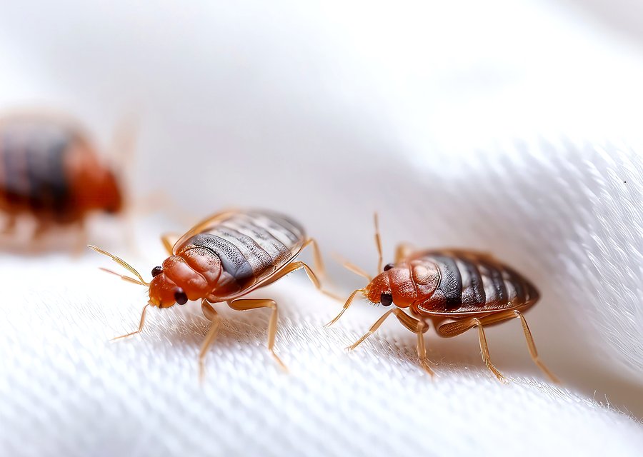 Hi-Tech Pest Control pest control work in Fresno
