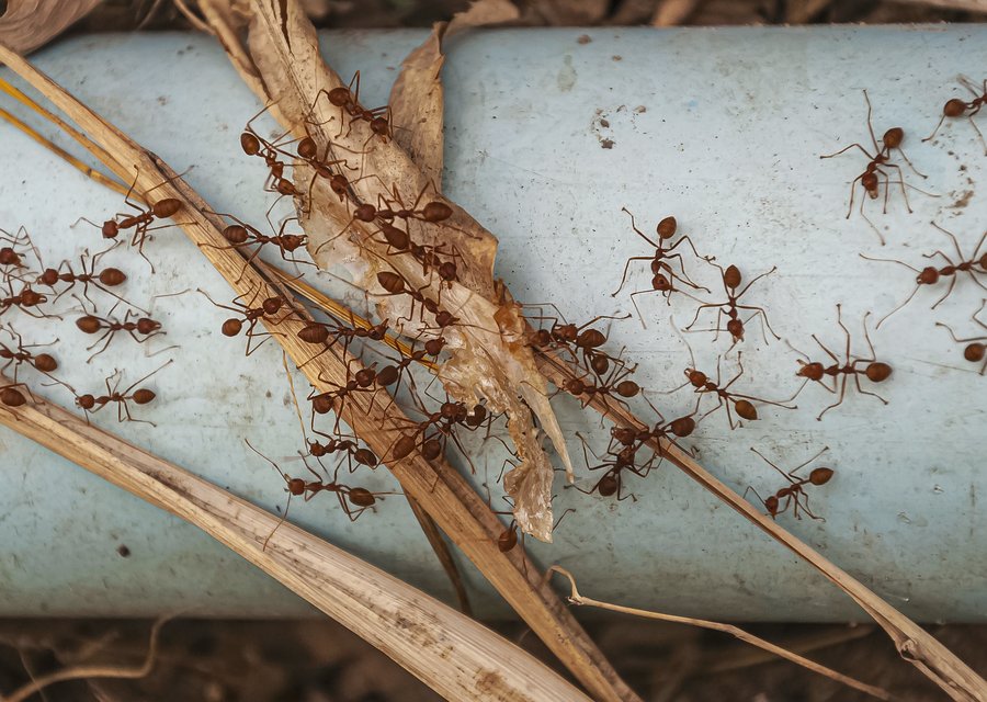 Braman Termite & Pest pest control work in Dunkirk