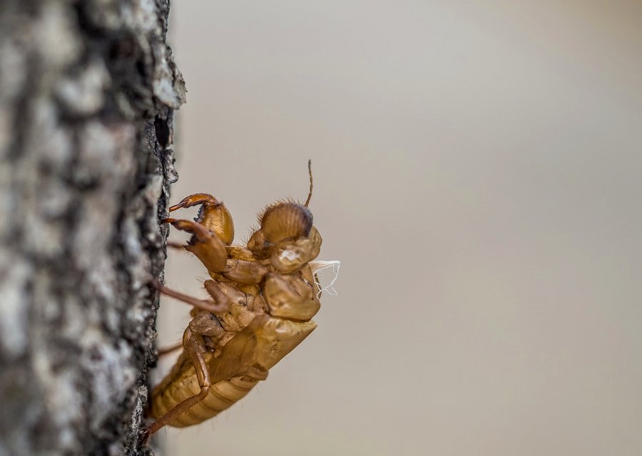 Be-Gone Pest Management pest control work in New York