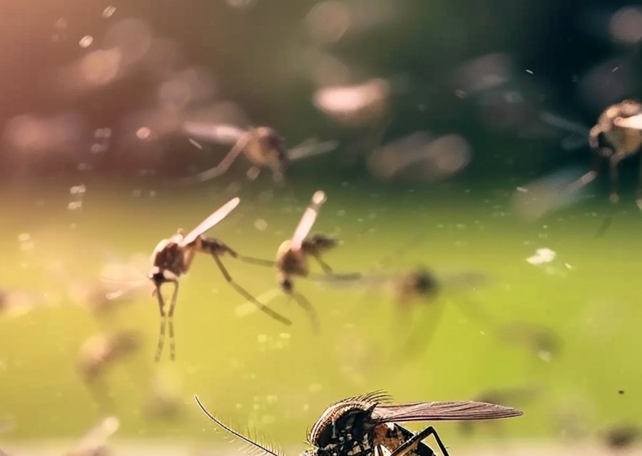 Aban Pest Control Inc pest control work in Dumont