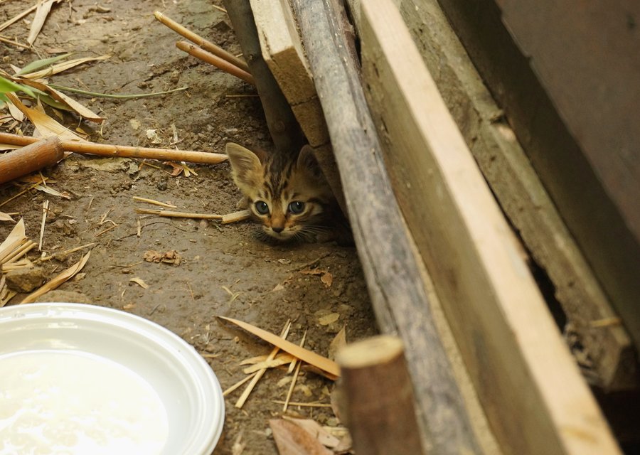 Pest treatment in East Palatka, FL