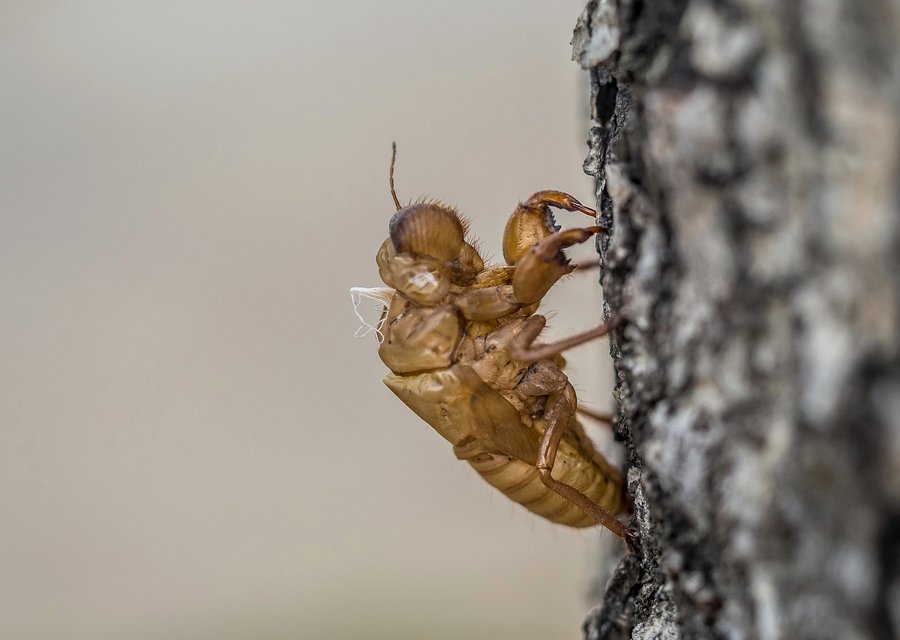Pest treatment in Grantsville, UT