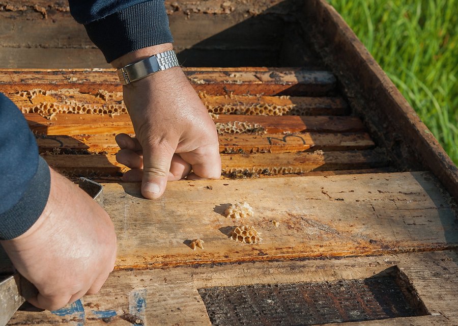 Pest treatment in Elizabethtown, KY