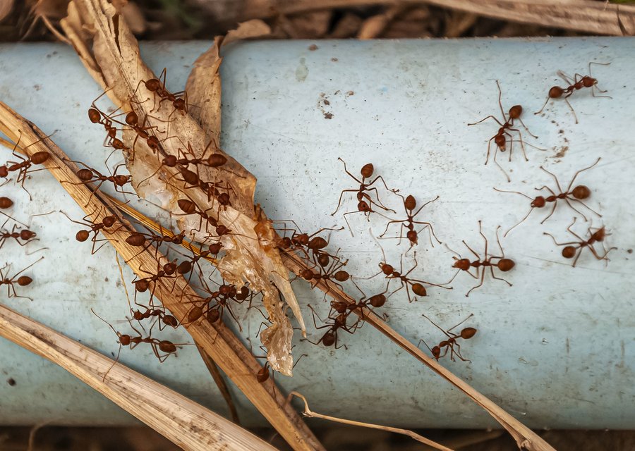Local exterminator Bridgeville