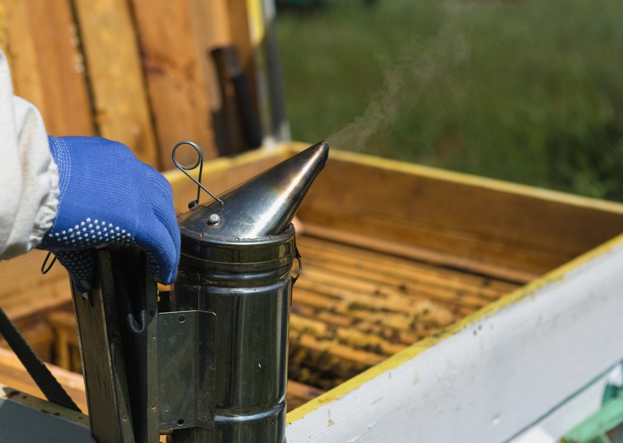 Pest treatment in Bremen, OH