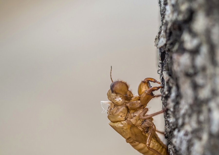 Local exterminator Bremen