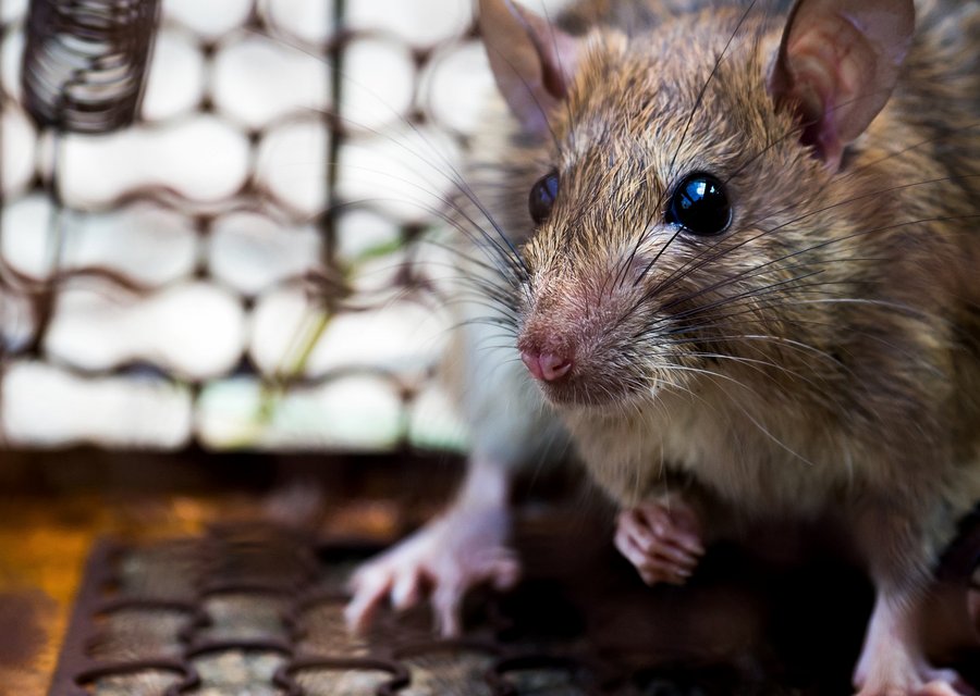 Crown Termite Control pest control work in Edinburgh