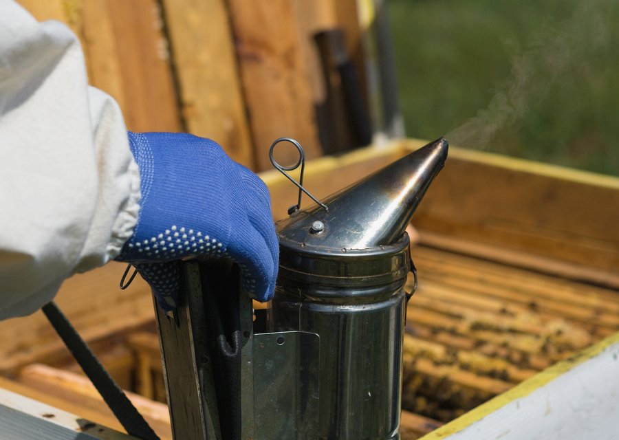 Pest treatment in Fullerton, CA