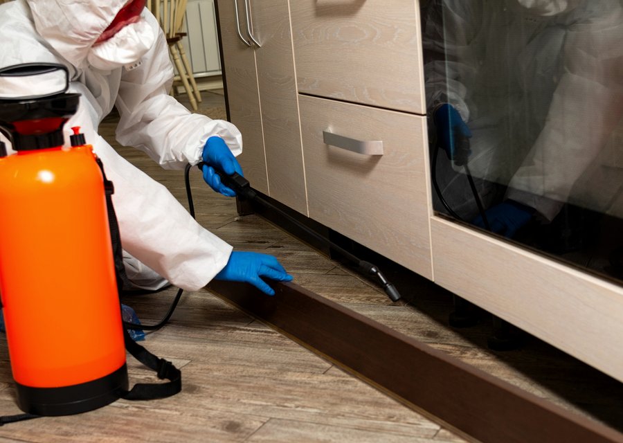 Pest treatment in Forks, PA