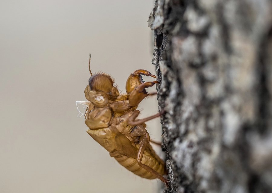 Metterville Pest Management LLC pest control work in Bells