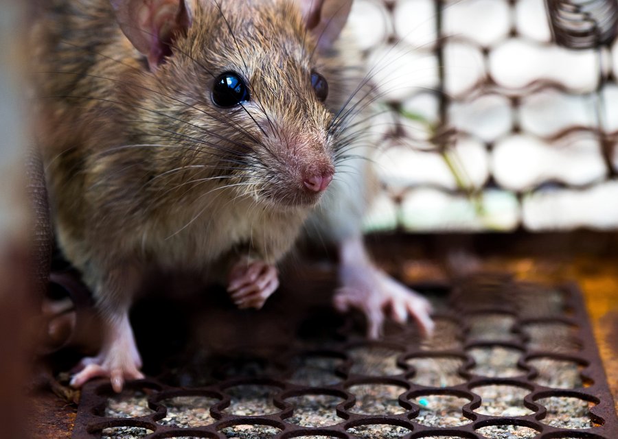 Pest treatment in East Rutherford, NJ