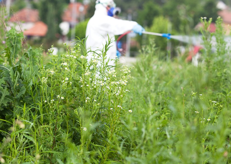 Pest treatment in Easley, SC