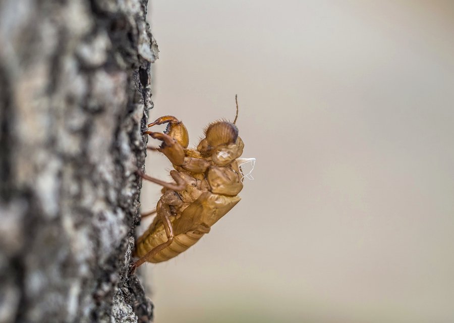 Pest treatment in Brookhaven, NY
