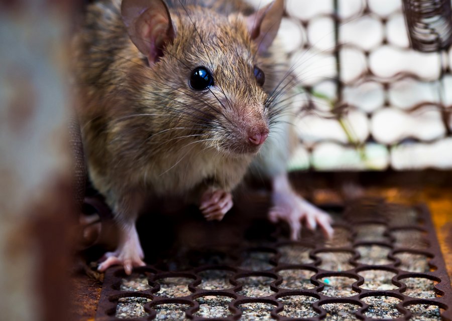 Lusk Pest Control Co pest control work in East Troy