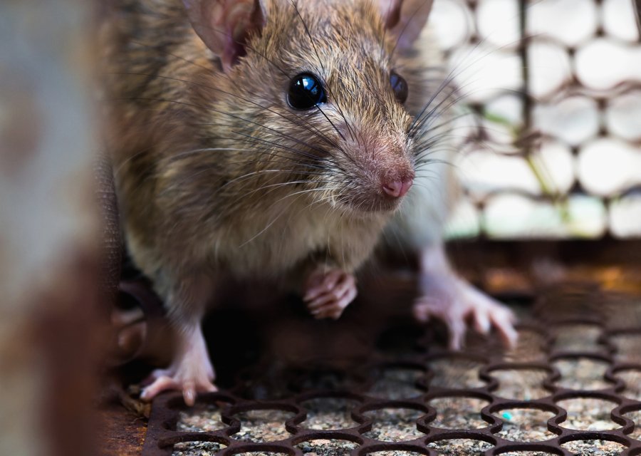 Pest treatment in Duncan Falls, OH
