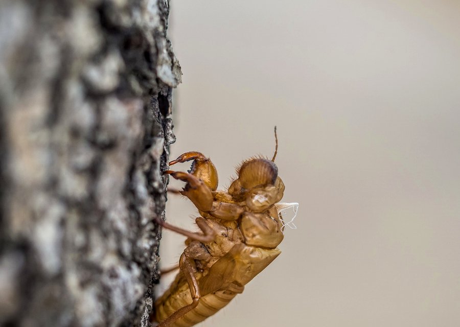 bugged out pest control work in Arcadia