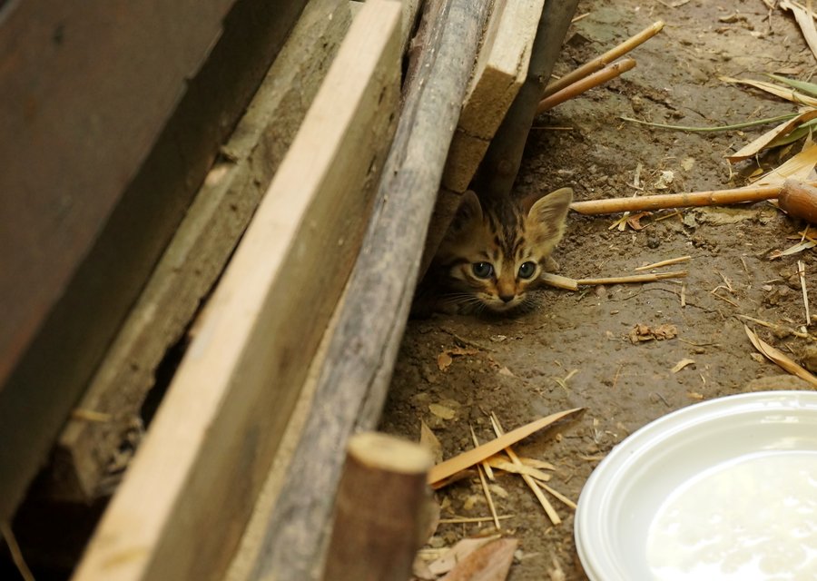Local exterminator Bensalem