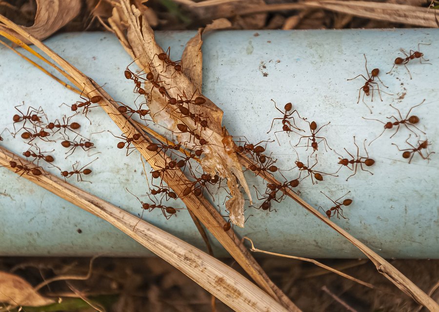 Pest treatment in New Providence, IN