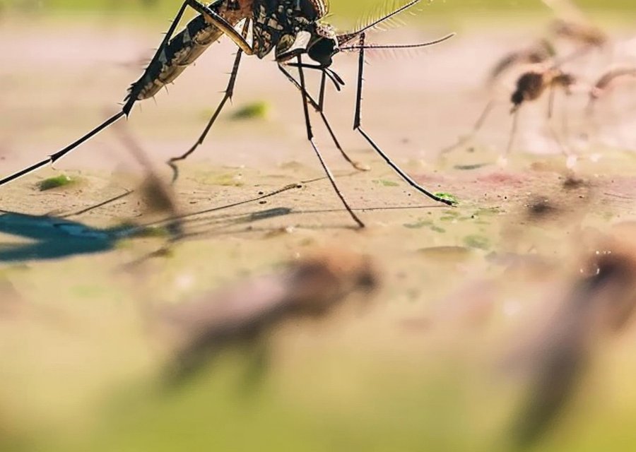 Pest treatment in Cape May, NJ