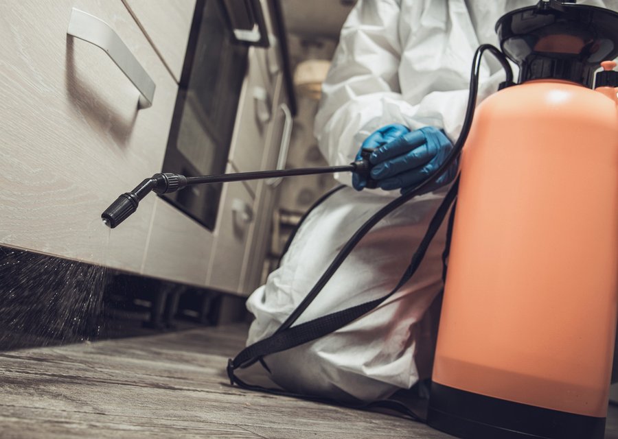 Local exterminator Cape May