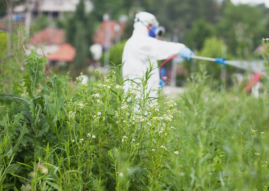 Pest treatment in Bishop, TX