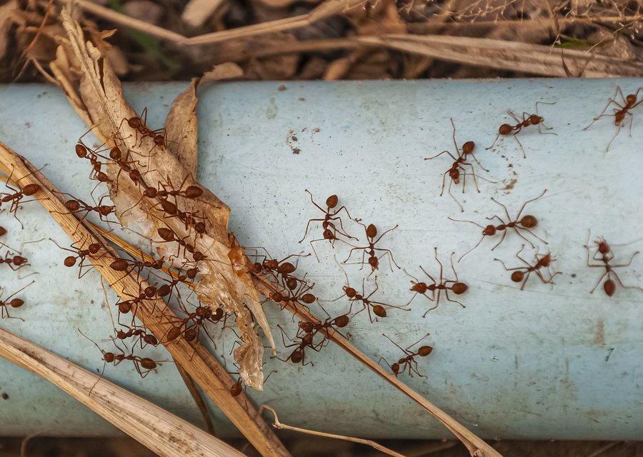 Local exterminator Bradenton