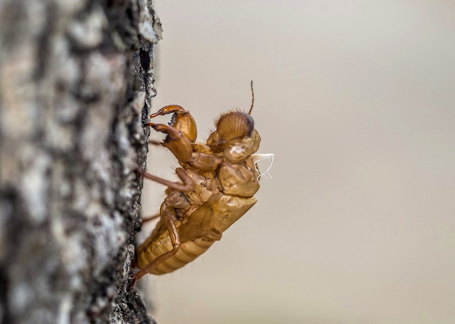 Pest treatment in Carey, OH