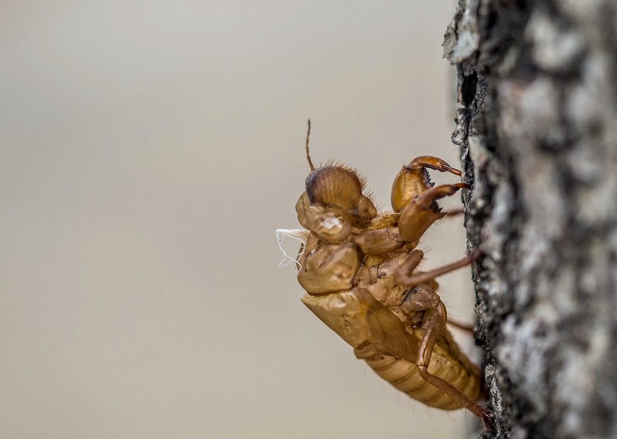 Midwest Bed Bug Services LLC pest control work in Dagsboro