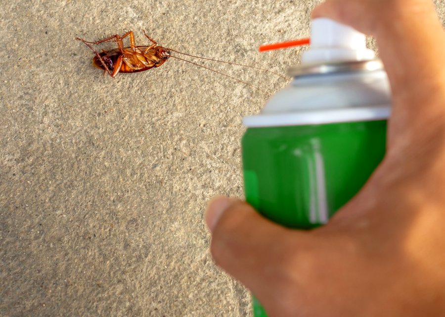 Local exterminator Dry Ridge