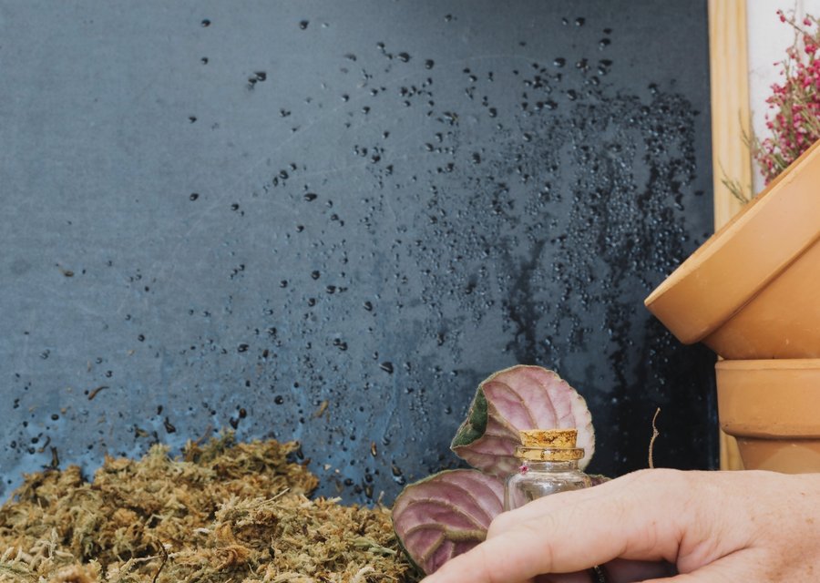 Pest treatment in Burke, VA