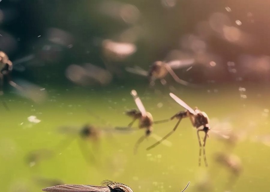 BuzzKill Pest Solutions pest control work in Edgartown