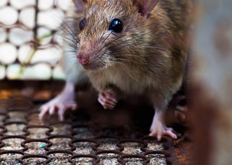 Local exterminator Eaton