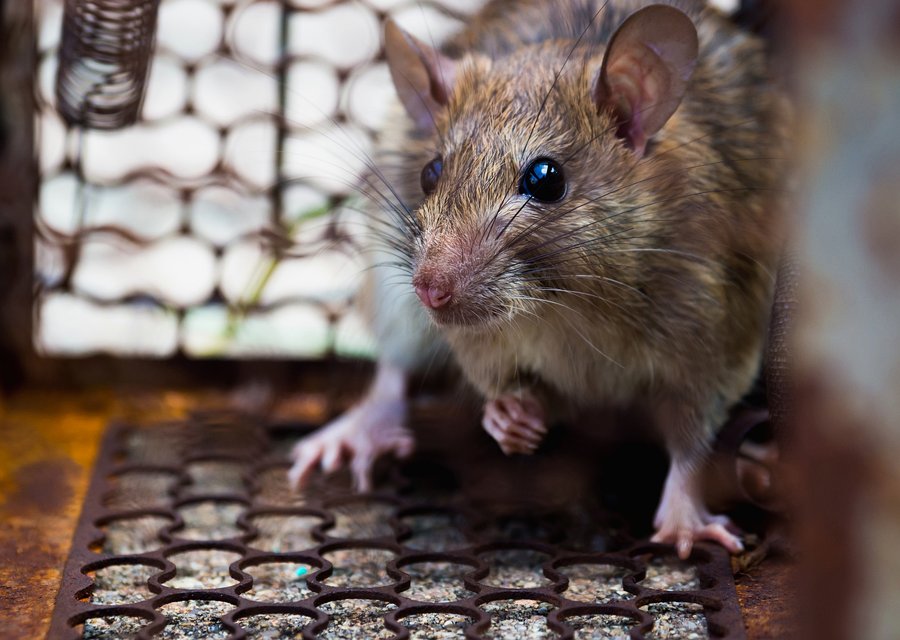 Master Mice Proofing pest control work in Catawba
