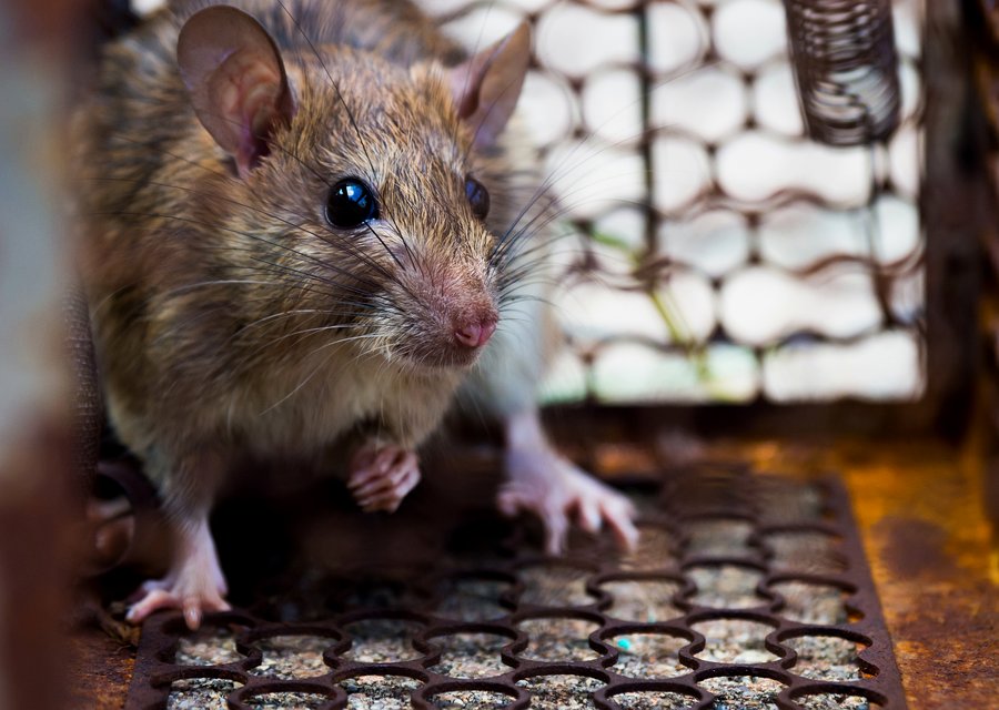 Pest treatment in Ann Arbor, MI
