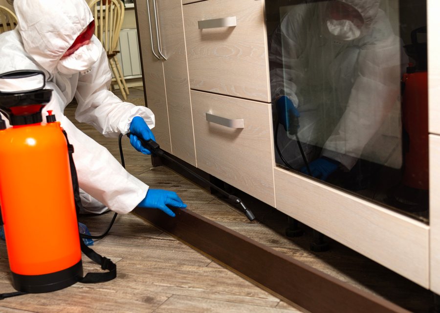 Local exterminator Chandler