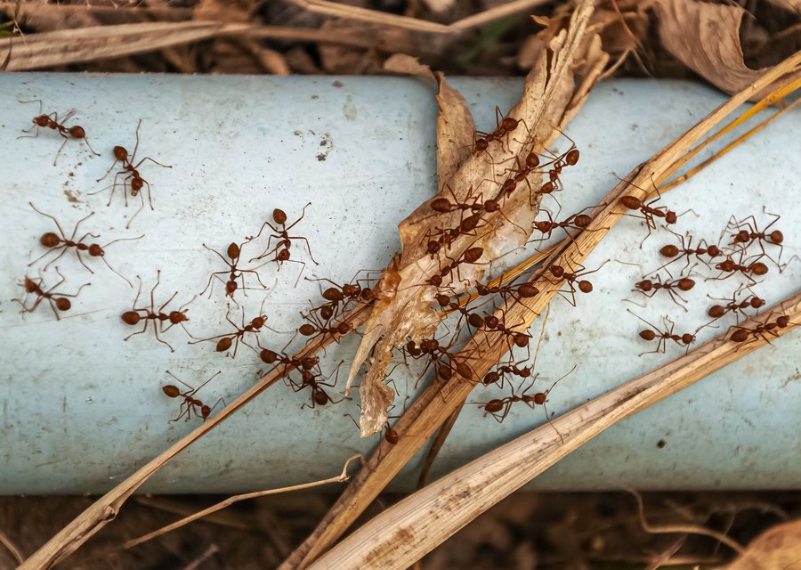 New System Pet Control Srv pest control work in Franklin Lakes